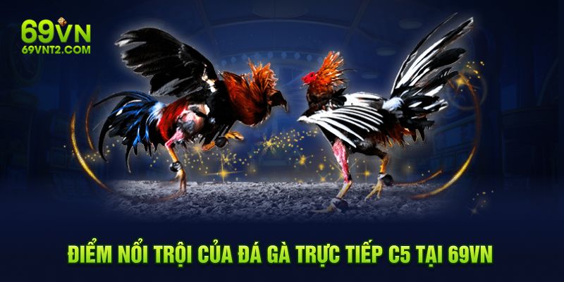 Điểm nổi trội của đá gà trực tiếp C5 tại 69VN Điểm nổi trội của đá gà trực tiếp C5 tại 69VN